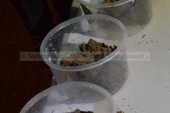 2-Gewichte-Schätzen_kjb-044