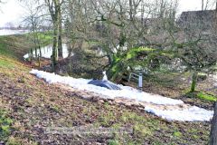 29.12.2023-umgestuerzten-Baum-und-der-Sicherungsmassnahme-in-der-Horstedter-Dorfstrasse-kjb-0005w